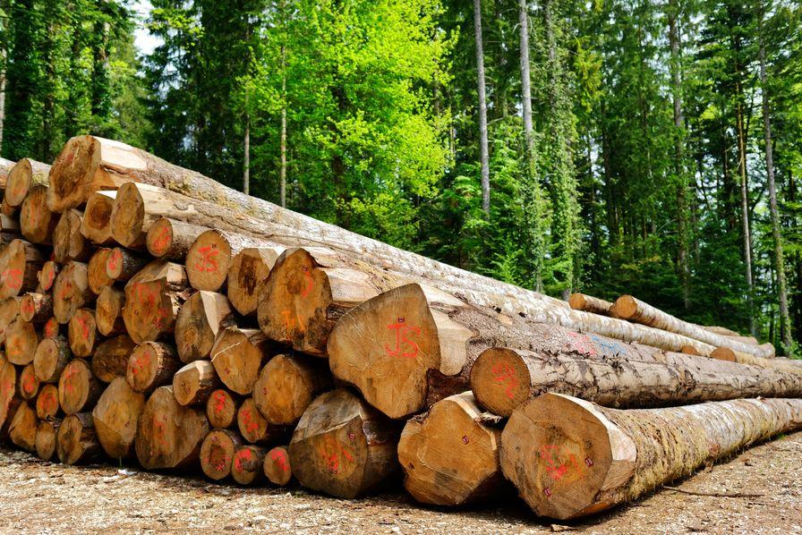 Le Bénin annonce de nouvelles mesures et modalités d’exportation des produits forestiers