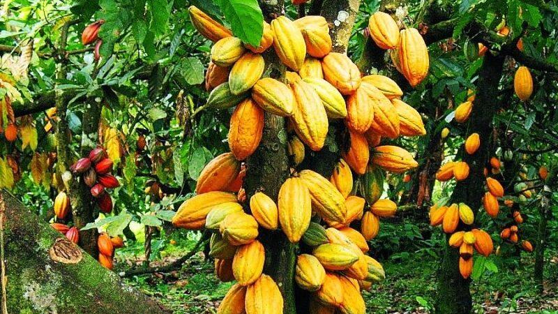 Côte d’Ivoire: 1.500 FCFA le kilogramme pour la campagne intermédiaire 2023-2024 du cacao (Officiel)