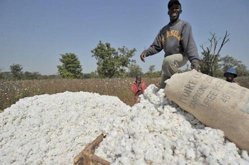 Le gouvernement décrète une subvention de plus de 24 milliards FCFA aux producteurs de coton