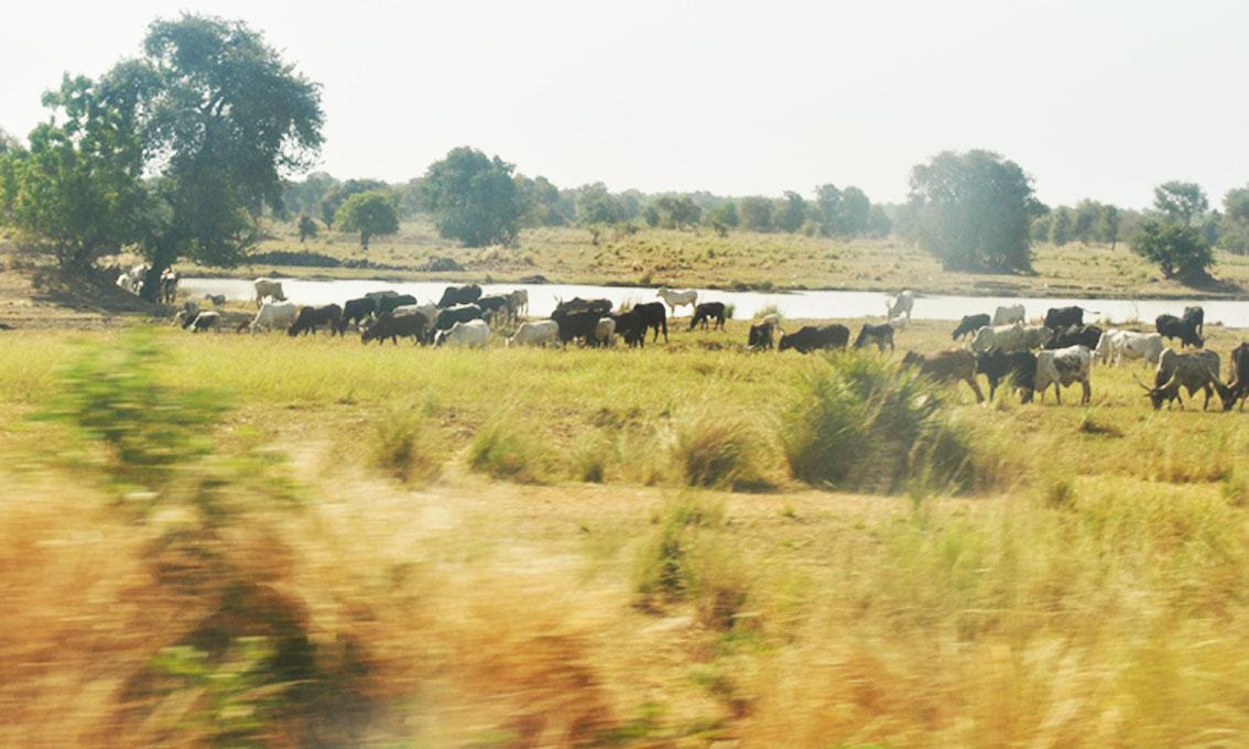 Les affrontements au Tchad entre agriculteurs et éleveurs se poursuivent et font de nouvelles victimes