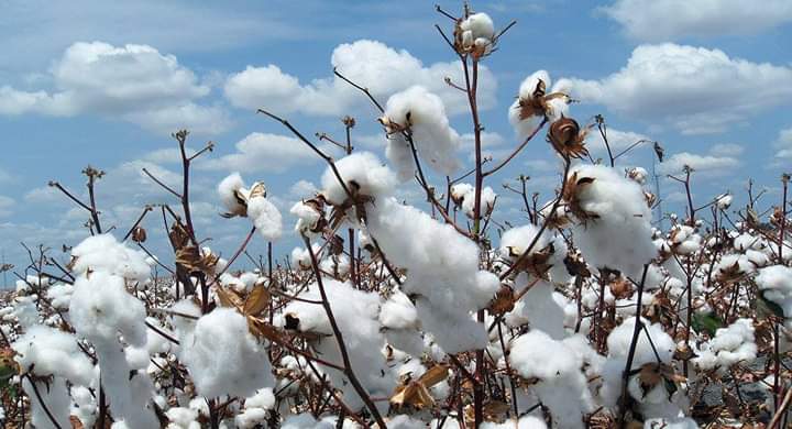 Le Burkina a produit 383.144 tonnes de coton graine pendant la campagne 2023/2024