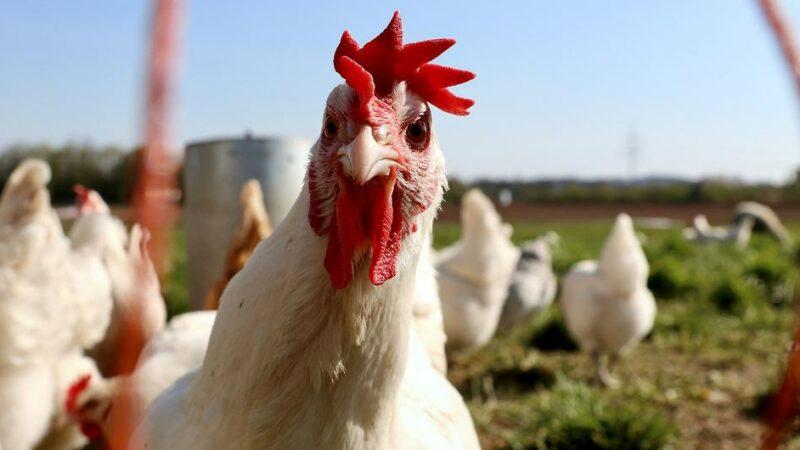 L’OMS signale l’absence de signes de propagation de la grippe aviaire H5N1 entre humains