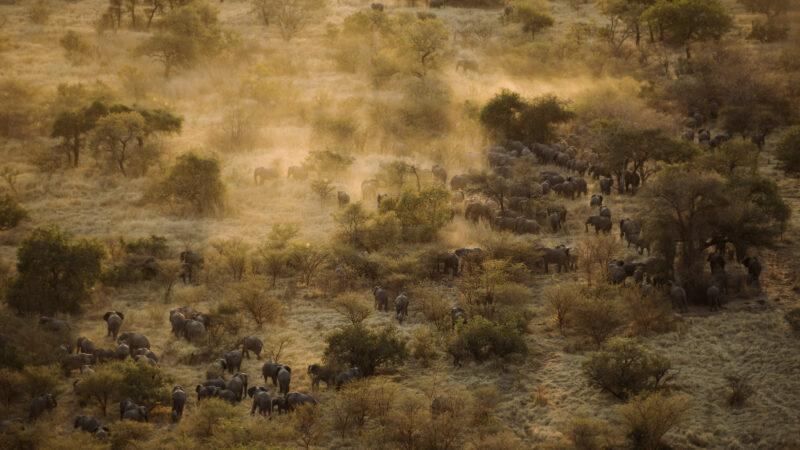 Le Tchad claque la porte de l’ONG sud-africaine APN