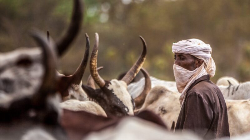 Amnesty International relève les manquements dans la résolution des affrontements au Tchad entre éleveurs et agriculteurs
