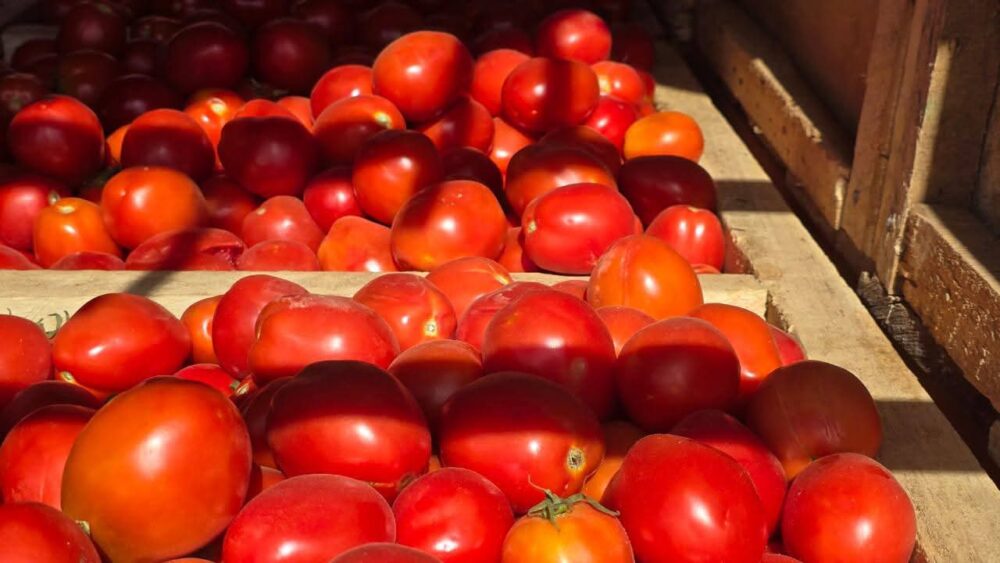 Le Burkina Faso suspend l&rsquo;exportation de la tomate fraîche